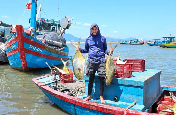 Hà Tĩnh: Ngư dân phường Hải Ninh trúng đậm mẻ cá vàng dương