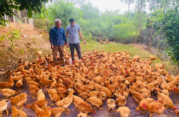 Triển vọng từ mô hình nuôi gà thả vườn đạt tiêu chuẩn VietGap tại xã Kim Hoa