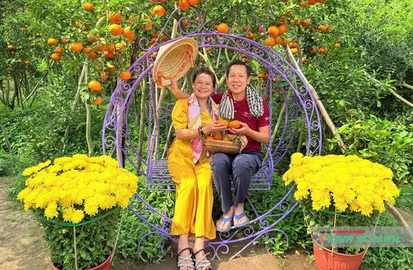 Cần Thơ: Sắc quýt chín thu hút khách tham quan dịp cuối năm