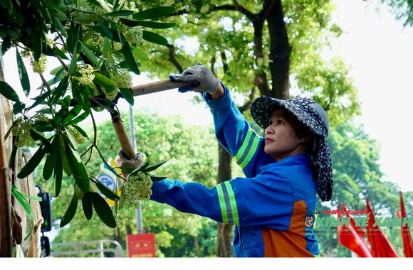 Giữa mùa hoa sữa, theo chân công nhân tỉa cây