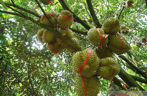 Giữ chất lượng, nâng giá trị sầu riêng Đắk Lắk