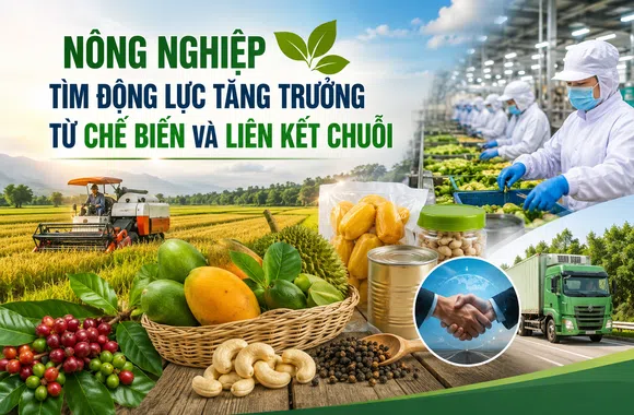 Nông nghiệp tìm động lực tăng trưởng từ chế biến và liên kết chuỗi