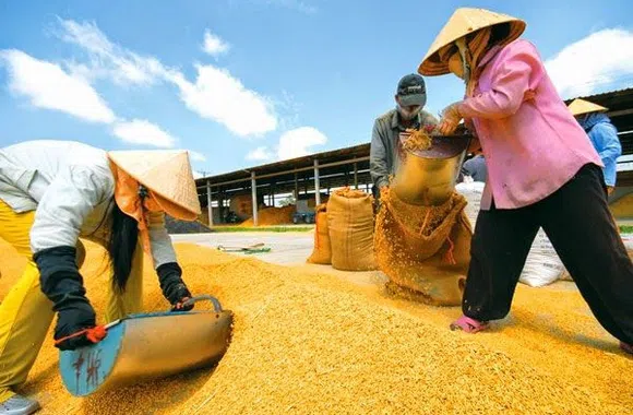 Quy định mới về điều kiện và quản lý hoạt động xuất khẩu gạo