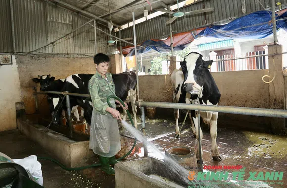 Dòng sữa trắng nuôi giấc mơ: Nông dân Vĩnh Phú làm giàu từ nghề nuôi bò sữa