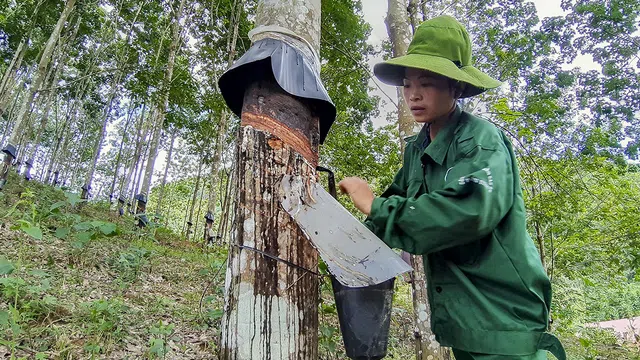Chuyện cây cao su trên đất Điện Biên