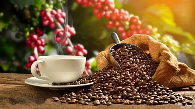 Cà phê đặc sản Khe Sanh - Hiện thực và triển vọng