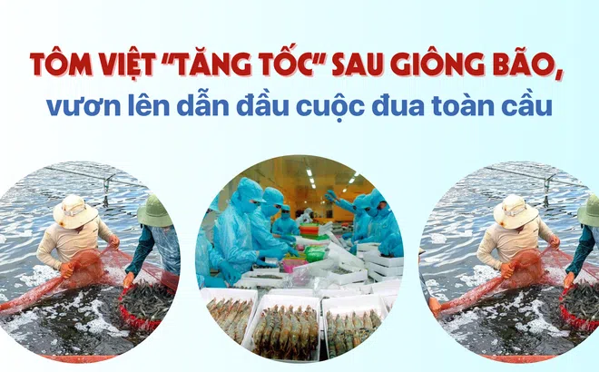 Tôm Việt “tăng tốc” sau giông bão, vươn lên dẫn đầu cuộc đua toàn cầu