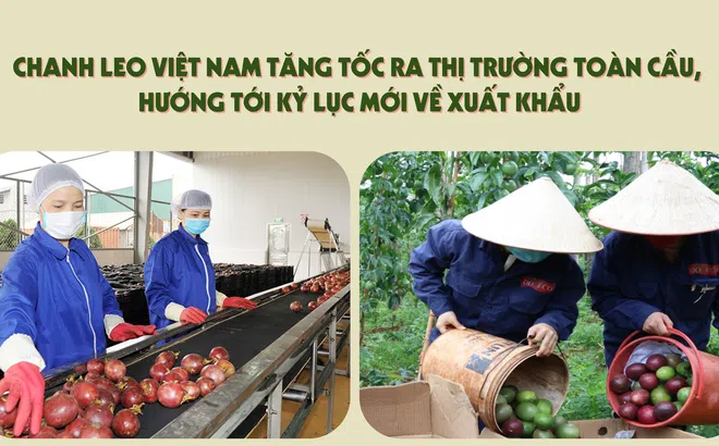 [eMagazine] Chanh leo Việt Nam tăng tốc ra thị trường toàn cầu, hướng tới kỷ lục mới về xuất khẩu