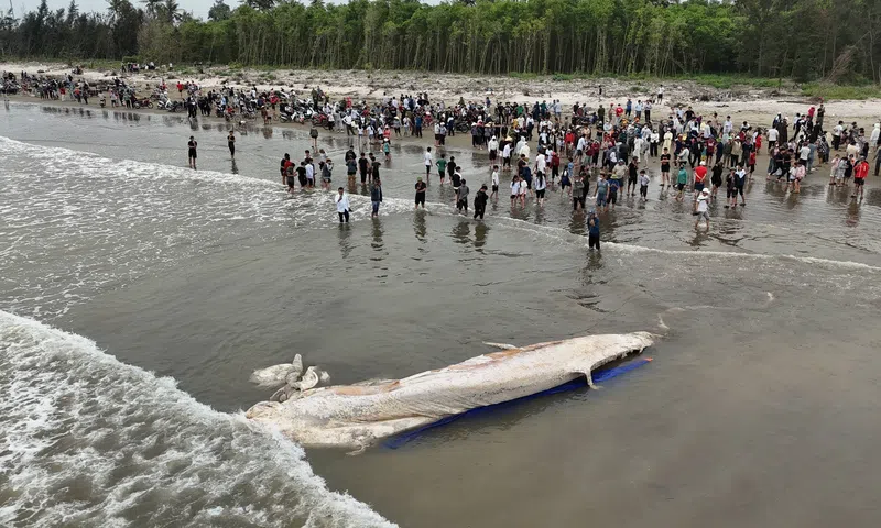Cá voi nặng khoảng 5 tấn dạt vào bờ biển Nghệ An, người dân hỗ trợ chôn cất