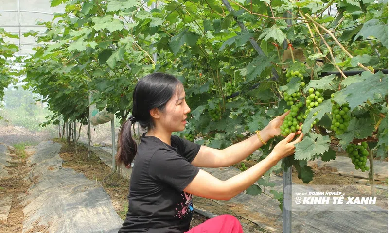 Truy xuất nguồn gốc nông sản cần sự hài hòa giữa chính sách với thực tiễn - Bài cuối: Khi chính sách cần đi cùng nhịp thực tiễn