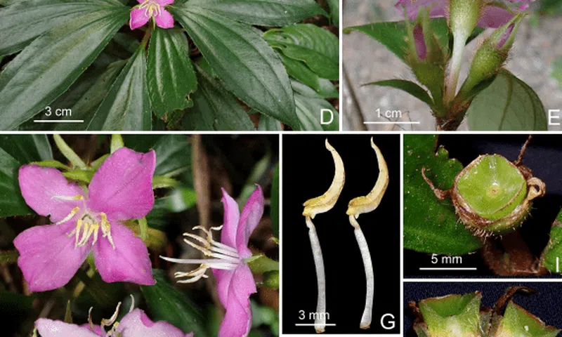 Quảng Trị: Phát hiện hai loài thực vật mới tại Khu dự trữ thiên nhiên Động Châu - Khe nước trong