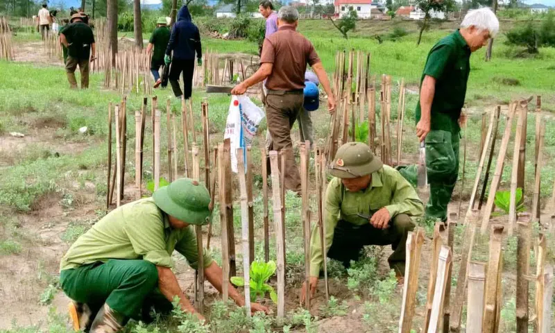 Cựu chiến binh xã Đan Hải ra quân chăm sóc, bảo vệ hệ thống cây xanh ven biển