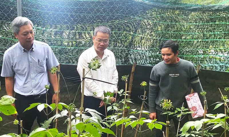 Đà Nẵng: Chủ tịch UBND thành phố khảo sát vùng trồng Sâm Ngọc Linh, thúc đẩy dự án đầu tư hơn 12.000 tỷ đồng