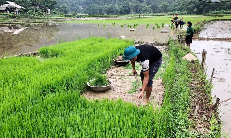 Người dân Minh Ngọc chạy đua thời vụ, kỳ vọng vụ mùa bội thu