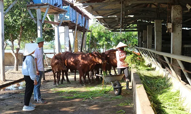 Giảm phát thải khí nhà kính trong sản xuất nông nghiệp: Hướng tới nền nông nghiệp xanh và bền vững