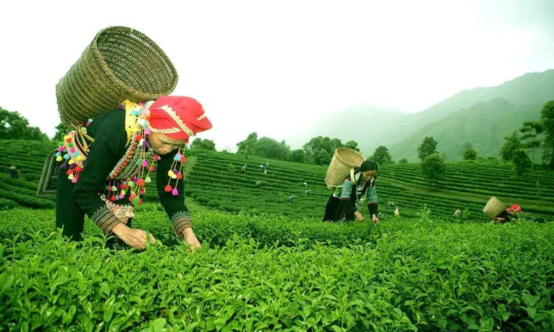 Nguồn gốc và sự tiến hóa của khái niệm Nền kinh tế xanh (Green Economy)