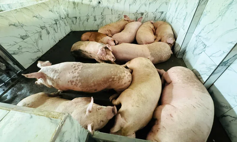Bắc Ninh siết kiểm soát giết mổ, chặn nguy cơ lây lan dịch tả lợn Châu Phi