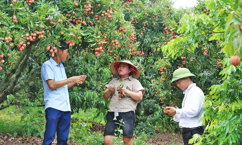 15 vườn vải đẹp của Bắc Ninh được vinh danh năm 2026