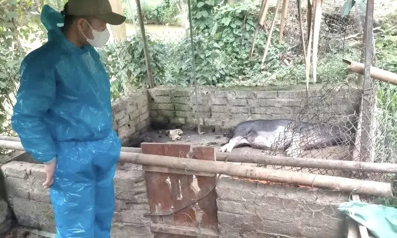 Nghệ An: Khẩn trương thực hiện các biện pháp khoanh vùng, khống chế ổ dịch tả lợn Châu Phi tại xã Hùng Chân