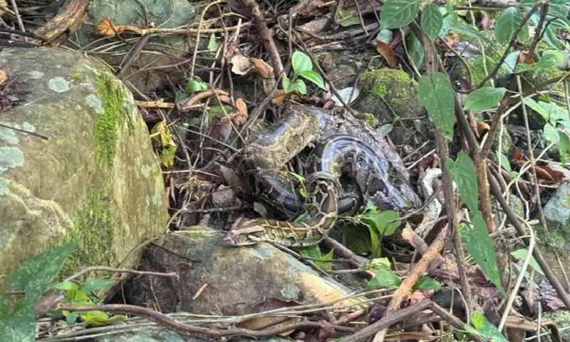 Tái thả 11 cá thể động vật hoang dã về vườn Quốc gia Phong Nha - Kẻ Bàng