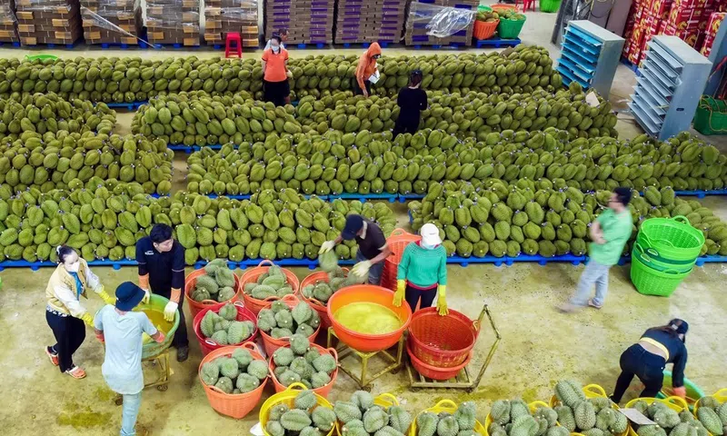 Xuất khẩu sầu riêng đối mặt thách thức, Lâm Đồng đẩy mạnh kiểm soát chất lượng