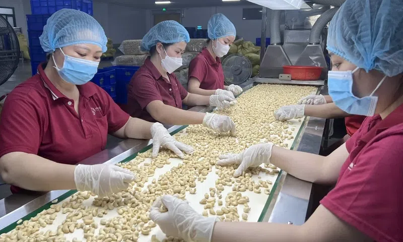 Xuất khẩu điều gần 3 tỷ USD, doanh nghiệp vẫn chịu áp lực lớn từ nguyên liệu