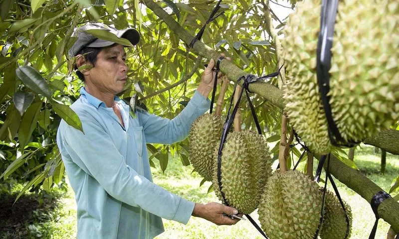 Hơn 1.800 mã vùng trồng, sầu riêng Việt Nam rộng đường trở lại mốc 4 tỷ USD